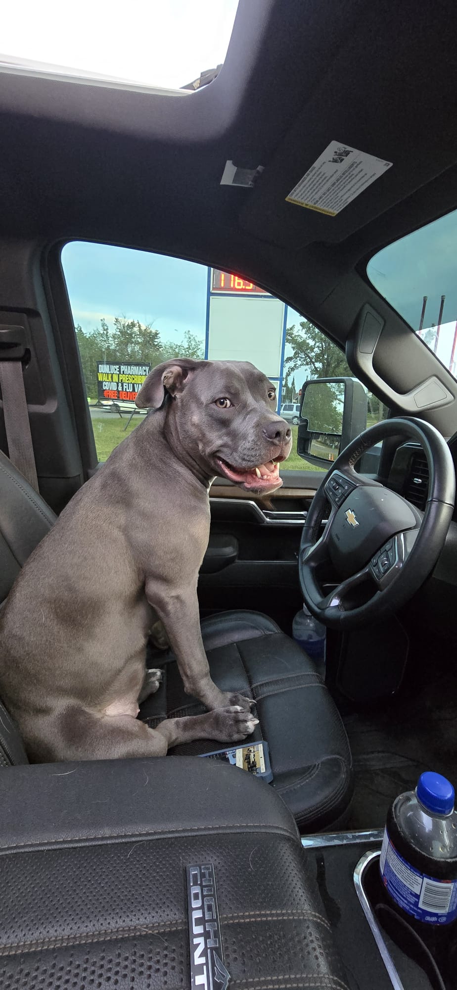 A dog sitting in the driver's seat of a pickup on a delivery run